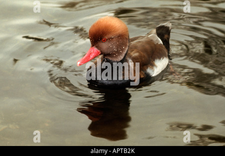 Rot Crested Tafelenten Netta rufina Stockfoto
