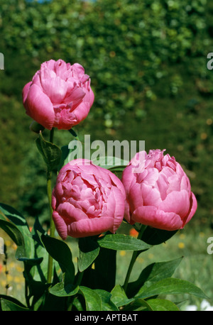 Paeonia rosa eine Reihe von drei ziemlich floral Knospen Stockfoto