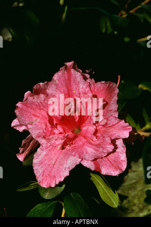 Azalee Rhododendron Rosa Geädert meliert attraktive Stockfoto