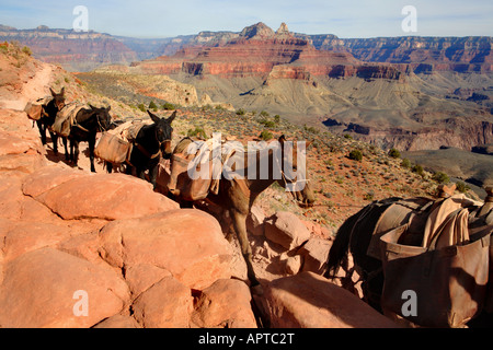 PACK MULE ZUG REITEN AUF SOUTH KAIBAB TRAIL SÜDLICH VON CEDAR RIDGE IM GRAND CANYON NATIONAL PARK ARIZONA USA Stockfoto