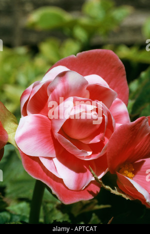 Begonie rot gefärbt mit weißen Charme jubeln Stockfoto