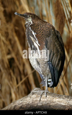 Fasciated Tiger Heron Brasilien Tigrisoma fasciatum Stockfoto