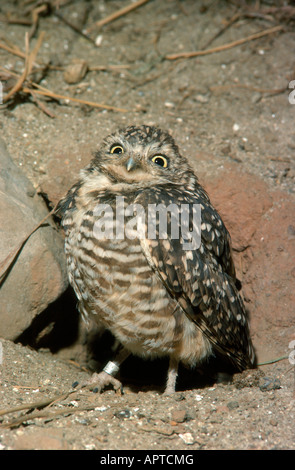 Grabende Eule im Nest (Athene cunicularia) Stockfoto