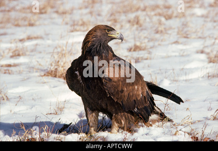 Steinadler Aquila chrysaetos Stockfoto