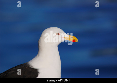 Ein Black-backed Gull (Larus Dominicanus) an Wellington Harbour, Neuseeland Stockfoto