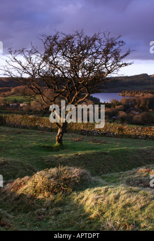 Ein alten Baum verdrehten Weißdorn mit Blick auf Burrator Reservoir auf Dartmoor Stockfoto