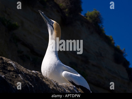 Ein Erwachsener Australasian Tölpel am Cape Kidnappers, Hawkes Bay, Neuseeland Stockfoto