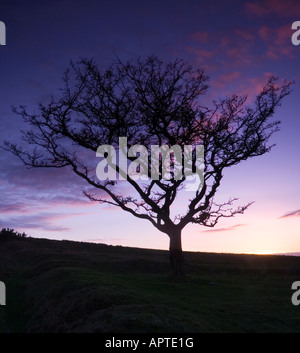 Ein Alter Weißdorn Baum Silhouette gegen den Abendhimmel arly Stockfoto