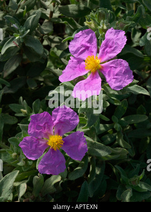 Rock Rose (Cistus albidus) Stockfoto