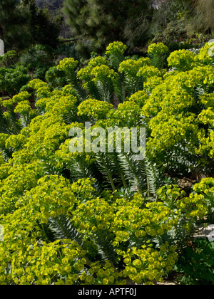 Blau - Wolfsmilch (Euphorbia myrsinites) Stockfoto