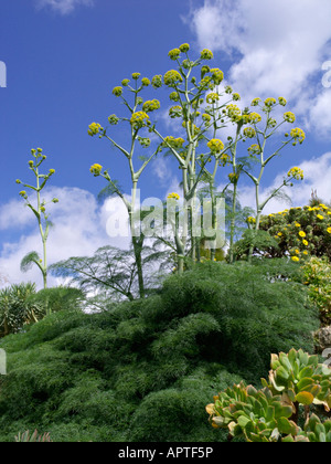 Riesige Fenchel (ferula communis) Stockfoto