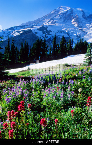 Sonnenuntergang über Wildblumen, Paradies Wiese, Mt Rainier-Nationalpark, Washington Stockfoto