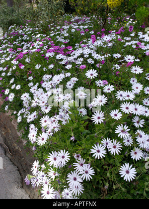 Kap Marguerite (osteospermum ecklonis Syn. dimorphotheca Ecklonis) Stockfoto