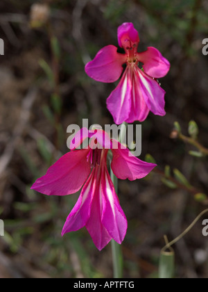 Wilden Gladiolen (Gladiolus illyricus) Stockfoto