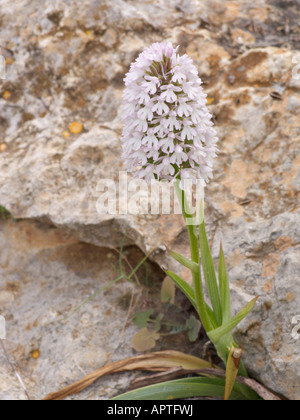 (Anacamptis pyramidalis) Stockfoto