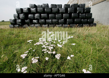 Ballen schrumpfen verpackt in schwarzem Polyethylen Burnet Steinbrech Blumen im Vordergrund Stockfoto