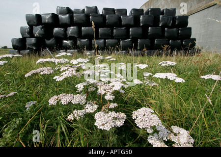 Ballen schrumpfen verpackt in schwarzem Polyethylen Burnet Steinbrech Blumen im Vordergrund Stockfoto