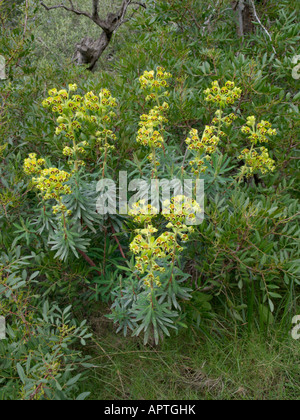 Großen mediterranen Wolfsmilch (Euphorbia Characias) Stockfoto