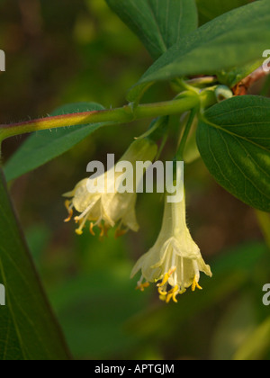 Blaue Geißblatt (Lonicera caerulea var. altaica) Stockfoto