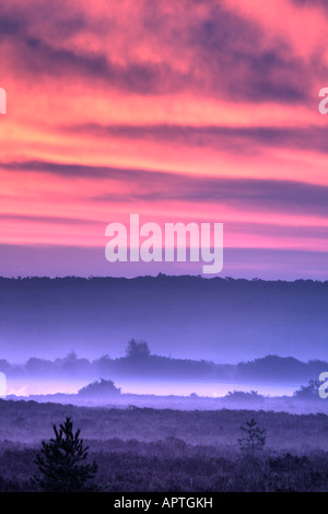 Sonnenaufgang über dem Holmsley Ridge Forest New Hampshire UK Stockfoto