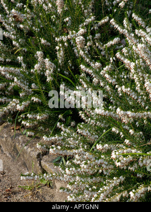 Winter Heidekraut (Erica Dryas ist nun Königin' syn. Erica herbacea jetzt Queen') Stockfoto