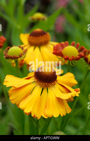 HELENIUM CAN CAN Stockfoto