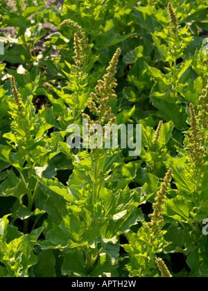 Guter Heinrich (blitum Bonus-Henricus syn. schisandra Bonus-HENRICUS) Stockfoto