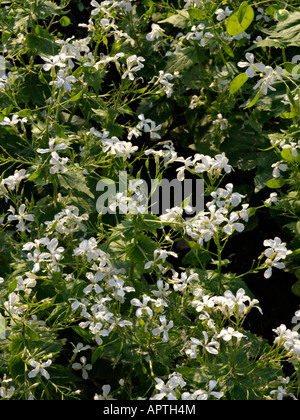 Jährliche Ehrlichkeit (Lunaria annua) Stockfoto