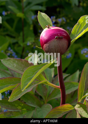 Scarlet Pfingstrose (paeonia Peregrina) Stockfoto