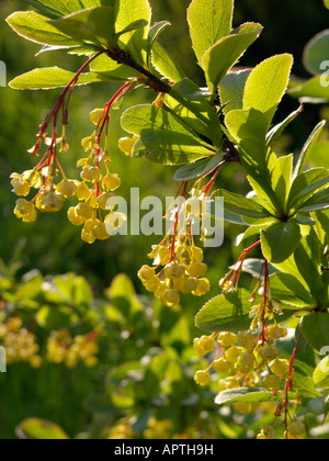 Gemeinsame Berberitze (Berberis vulgaris) Stockfoto