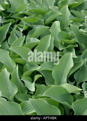 Wegerich Lily (Hosta nigrescens 'krossa Regal') Stockfoto