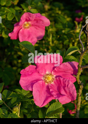 Japanische Rose (Rosa rugosa) Stockfoto