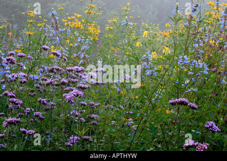 NATURALISTISCHE ANPFLANZUNGEN IM STEINGARTEN ENDE AUGUST IN HOLBROOK GARTEN Stockfoto