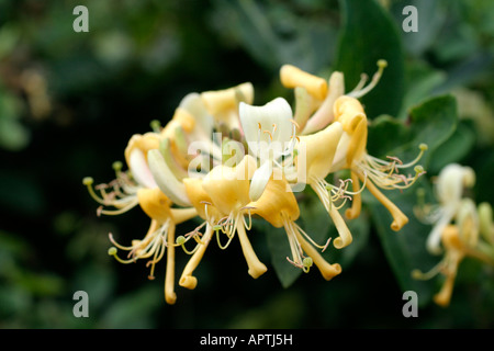 LONICERA PERICLYMENUM WILDEN GEIßBLATT ODER WOODBINE Stockfoto