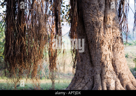 Ficus Benghalensis. Indischer Banyan-Baum. Indien Stockfoto