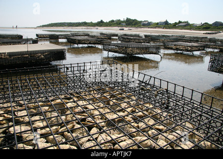 Austernbänke bei Ebbe. Stockfoto