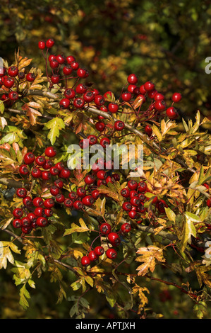 Gemeinsamen Weißdorn Crataegus Monogyna Nahaufnahme von Beeren Hagebutten im Frühherbst Cumbria Stockfoto