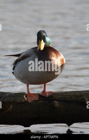 Stockente Anas Platyrhynchos erwachsenen männlichen stehend auf einem Baumstamm Stockfoto