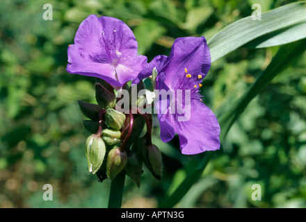 Tradescantia Andersoniana lila Cluster von kleinen zierlichen Blüten Stockfoto