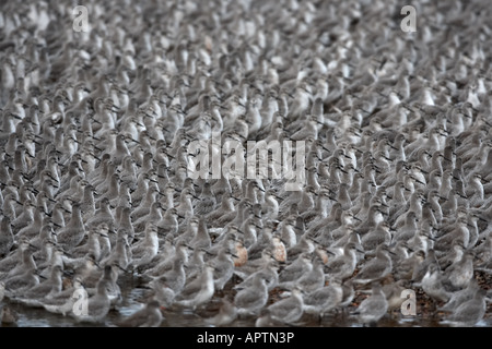 Roten Knoten Calidris Canutus Adultt Herde im Winter Gefieder Schlafplatz Stockfoto