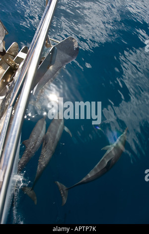 Spinner-Delfine (Stenella Longirostris) fahren Sie den Bogen von einem Segelboot; in Tetooroa Bay, Raiatea, Französisch-Polynesien. Stockfoto