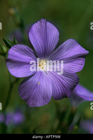 Linum Perenne blaue natürliche Eleganz in einer wilden Blume Stockfoto