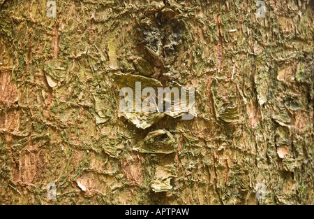 Eine Nahaufnahme Bild der Baumrinde zeigt die Textur. Stockfoto