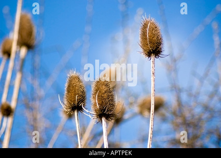 Karde Dipsacus Fullonum, gegen den Himmel Stockfoto