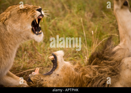 Löwin Angriff auf ein männlicher Löwe, um ihr junges schützen das Männchen (Kindermord); Masai Mara Reservat, Kenia, Ostafrika. Stockfoto