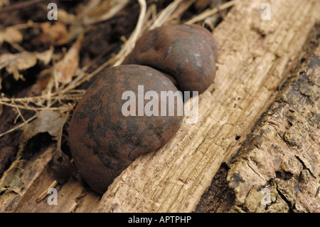 Krampf-Kugeln oder König Alfred Kuchen, Daldinia concentrica Stockfoto