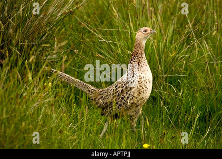 Fasan Huhn lange Gras Stockfoto