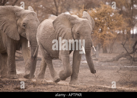 Herde von Elefanten (Loxodonta Africana) entlang von Feuer verbrannten Boden; Ndutu, NCA (in der Nähe von Serengeti), Tansania. Stockfoto