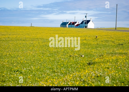 Machair und Häuser auf Tiree, Schottland Stockfoto