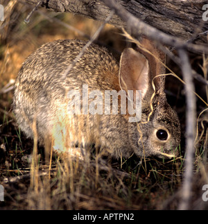 Rabbit Süd Afrika Tiere Kruger Park Stockfoto